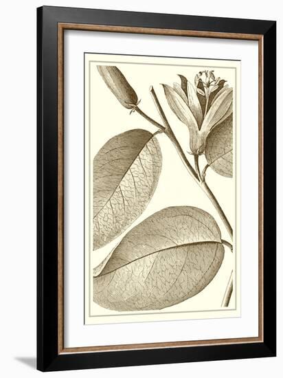 Cropped Sepia Botanical II-Vision Studio-Framed Art Print