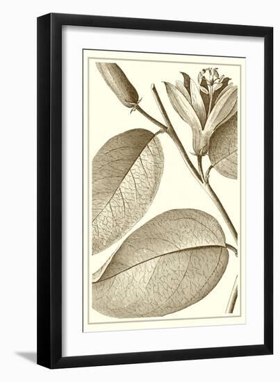 Cropped Sepia Botanical II-Vision Studio-Framed Art Print