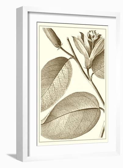 Cropped Sepia Botanical II-Vision Studio-Framed Art Print