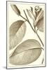 Cropped Sepia Botanical II-Vision Studio-Mounted Art Print
