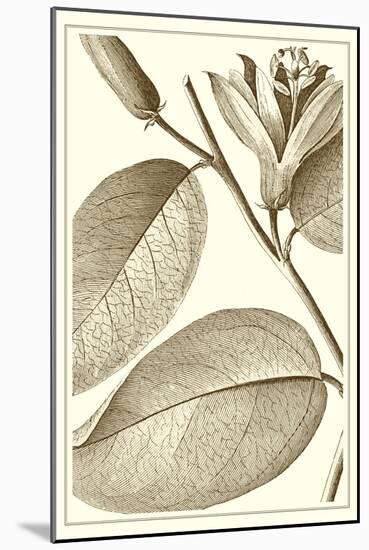 Cropped Sepia Botanical II-Vision Studio-Mounted Art Print