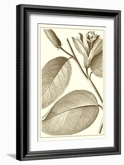 Cropped Sepia Botanical II-Vision Studio-Framed Art Print