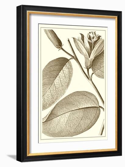 Cropped Sepia Botanical II-Vision Studio-Framed Art Print