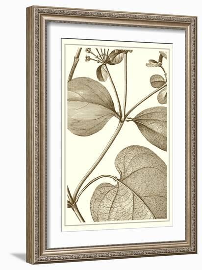 Cropped Sepia Botanical V-Vision Studio-Framed Art Print