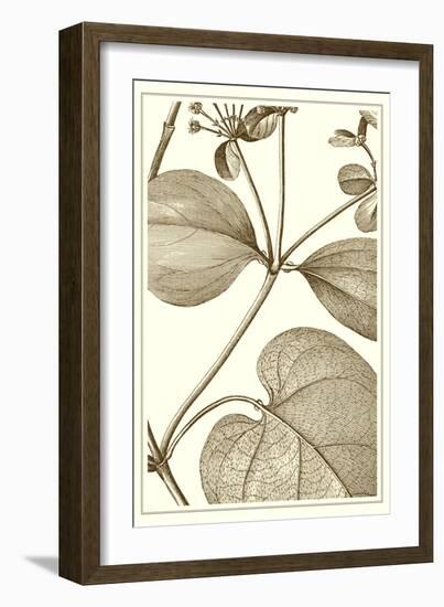 Cropped Sepia Botanical V-Vision Studio-Framed Art Print