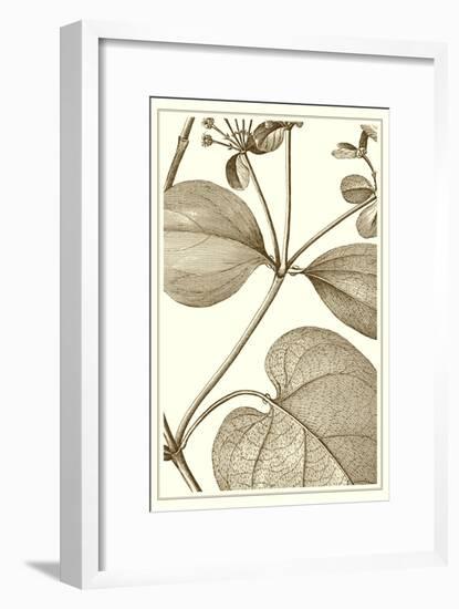 Cropped Sepia Botanical V-Vision Studio-Framed Art Print