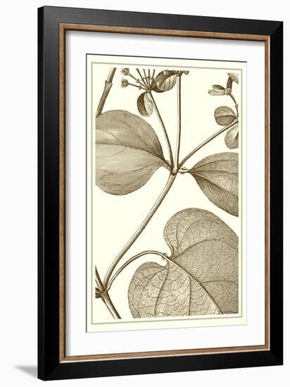 Cropped Sepia Botanical V-Vision Studio-Framed Art Print