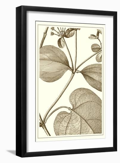 Cropped Sepia Botanical V-Vision Studio-Framed Art Print