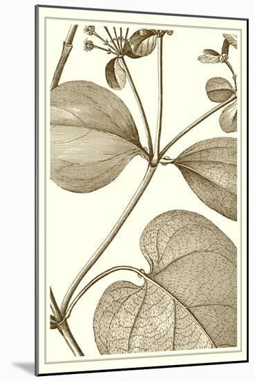 Cropped Sepia Botanical V-Vision Studio-Mounted Art Print