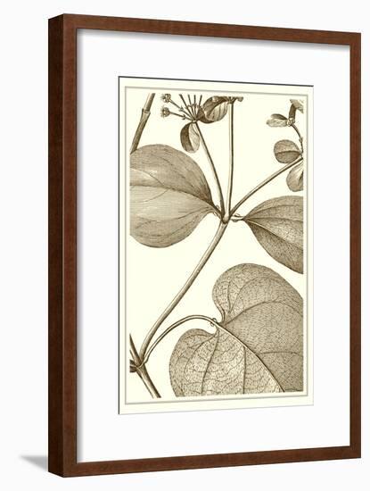 Cropped Sepia Botanical V-Vision Studio-Framed Art Print