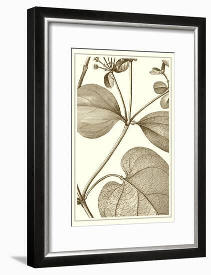 Cropped Sepia Botanical V-Vision Studio-Framed Art Print