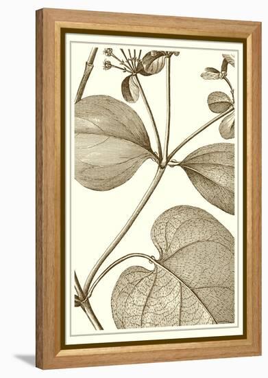 Cropped Sepia Botanical V-Vision Studio-Framed Stretched Canvas