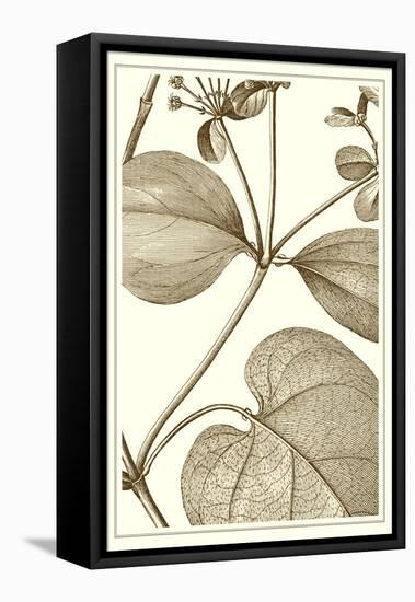 Cropped Sepia Botanical V-Vision Studio-Framed Stretched Canvas