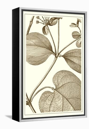 Cropped Sepia Botanical V-Vision Studio-Framed Stretched Canvas