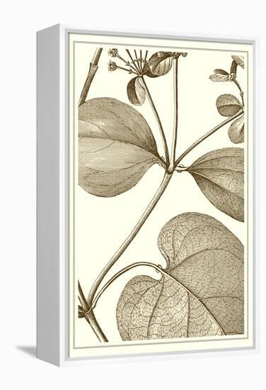 Cropped Sepia Botanical V-Vision Studio-Framed Stretched Canvas