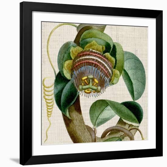 Cropped Turpin Tropicals IV-Vision Studio-Framed Art Print