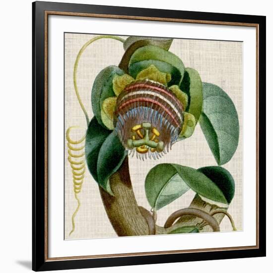 Cropped Turpin Tropicals IV-Vision Studio-Framed Art Print