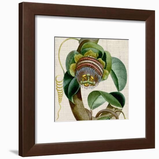 Cropped Turpin Tropicals IV-Vision Studio-Framed Art Print