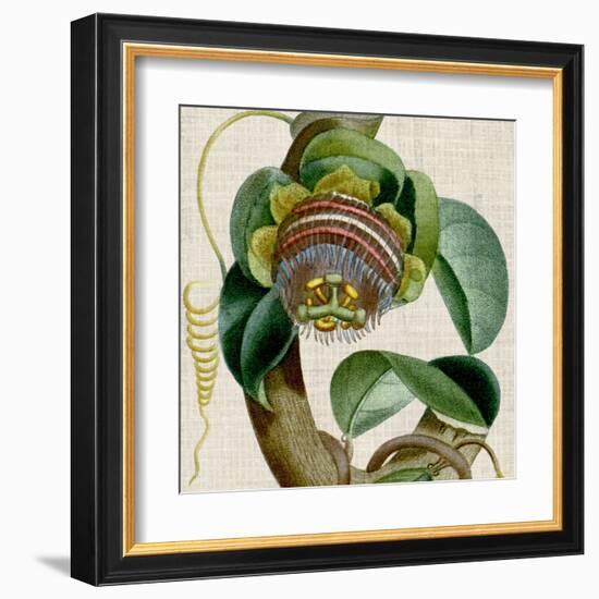 Cropped Turpin Tropicals IV-Vision Studio-Framed Art Print