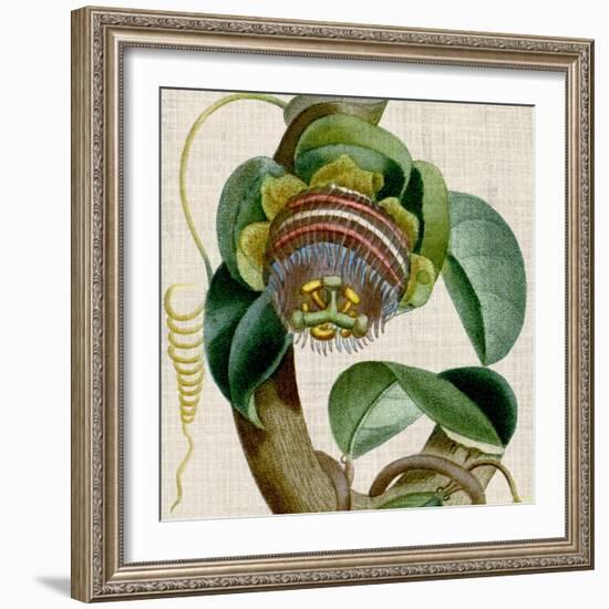 Cropped Turpin Tropicals IV-Vision Studio-Framed Art Print