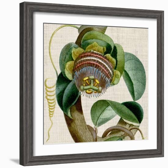 Cropped Turpin Tropicals IV-Vision Studio-Framed Art Print