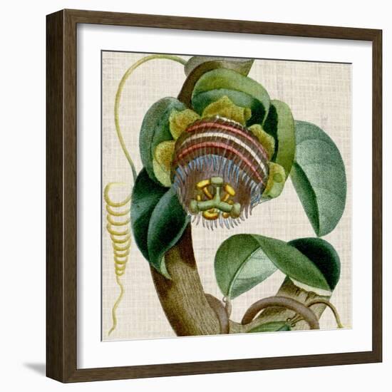 Cropped Turpin Tropicals IV-Vision Studio-Framed Art Print