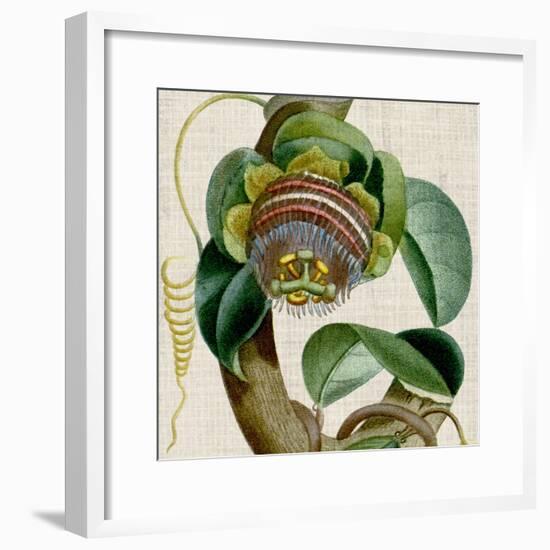 Cropped Turpin Tropicals IV-Vision Studio-Framed Art Print