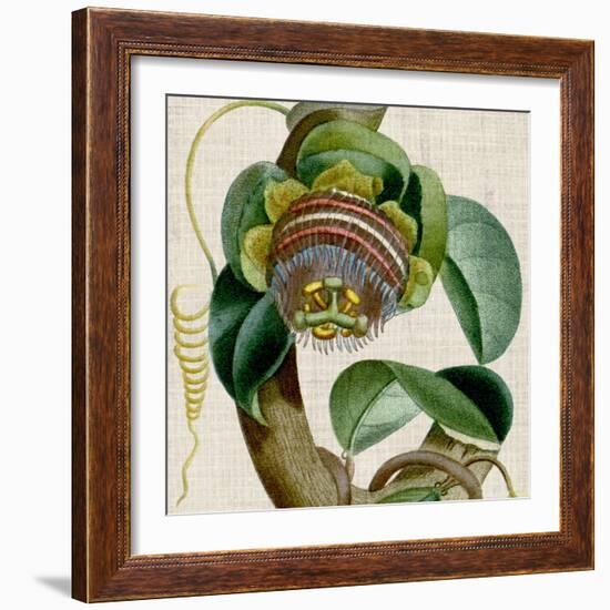 Cropped Turpin Tropicals IV-Vision Studio-Framed Art Print