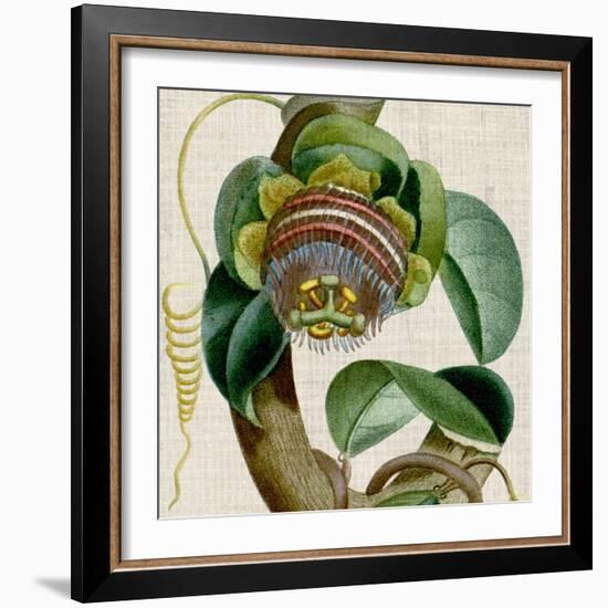 Cropped Turpin Tropicals IV-Vision Studio-Framed Art Print