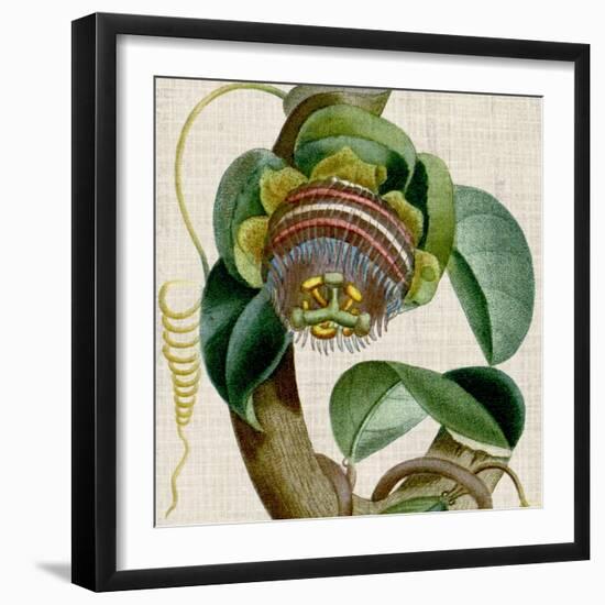 Cropped Turpin Tropicals IV-Vision Studio-Framed Art Print