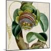 Cropped Turpin Tropicals IV-Vision Studio-Mounted Art Print