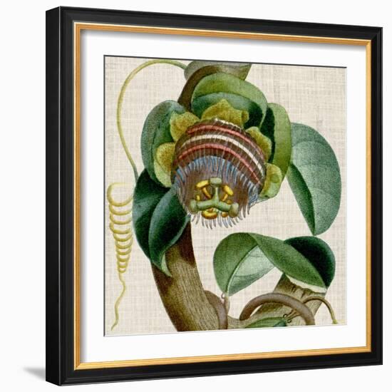 Cropped Turpin Tropicals IV-Vision Studio-Framed Art Print