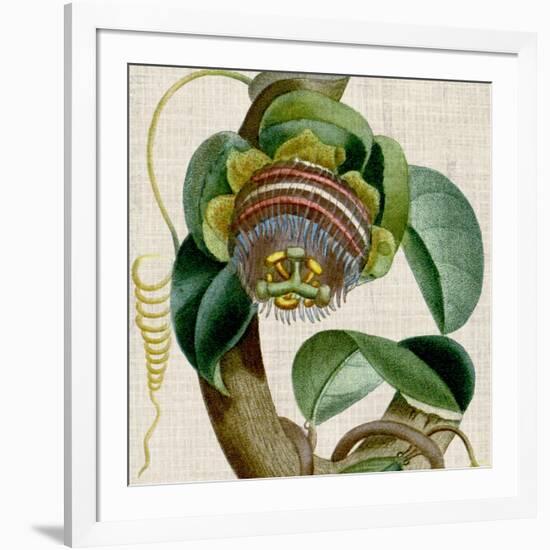 Cropped Turpin Tropicals IV-Vision Studio-Framed Art Print