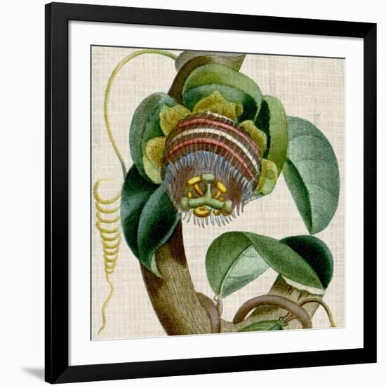 Cropped Turpin Tropicals IV-Vision Studio-Framed Art Print