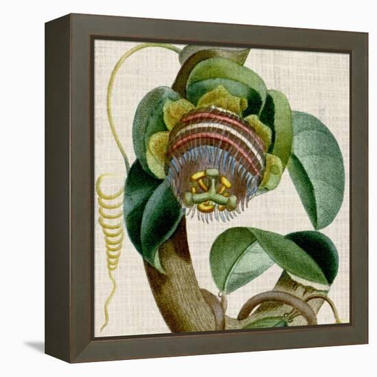 Cropped Turpin Tropicals IV-Vision Studio-Framed Stretched Canvas