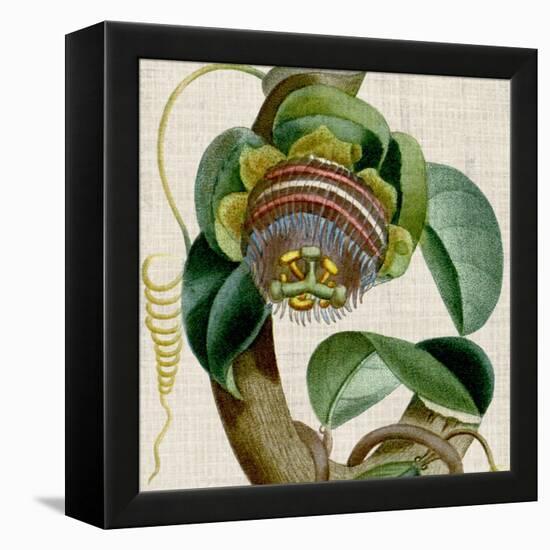 Cropped Turpin Tropicals IV-Vision Studio-Framed Stretched Canvas