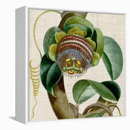 Cropped Turpin Tropicals IV-Vision Studio-Framed Stretched Canvas