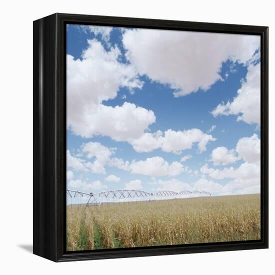 Crops growing in a field-null-Framed Premier Image Canvas
