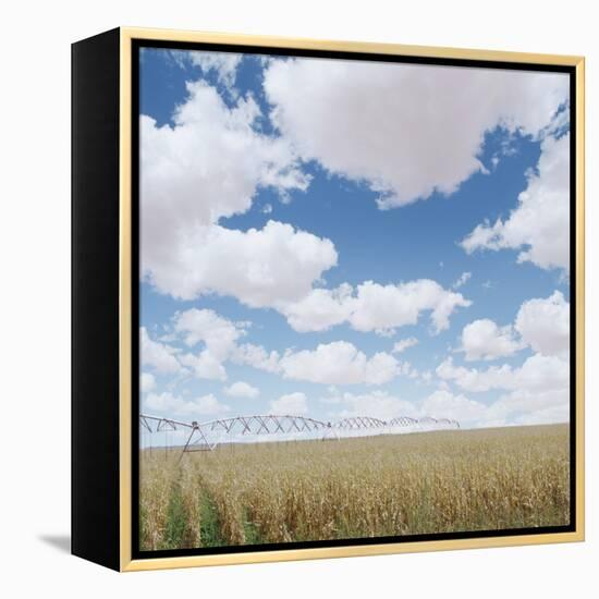 Crops growing in a field-null-Framed Premier Image Canvas