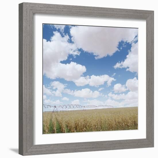 Crops growing in a field-null-Framed Photographic Print