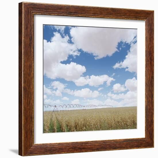 Crops growing in a field-null-Framed Photographic Print