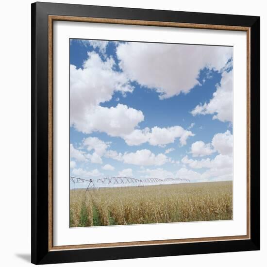 Crops growing in a field-null-Framed Photographic Print