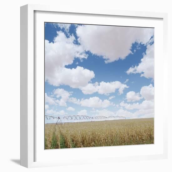 Crops growing in a field-null-Framed Photographic Print