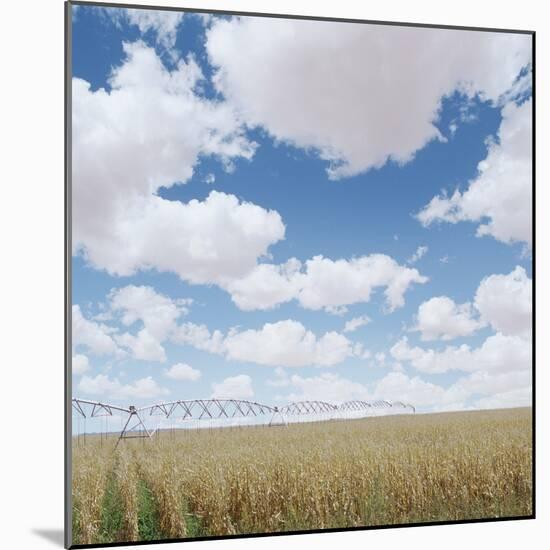 Crops growing in a field-null-Mounted Photographic Print