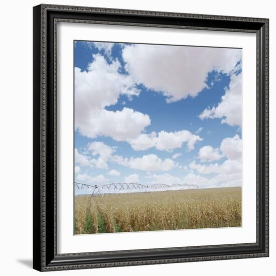 Crops growing in a field-null-Framed Photographic Print