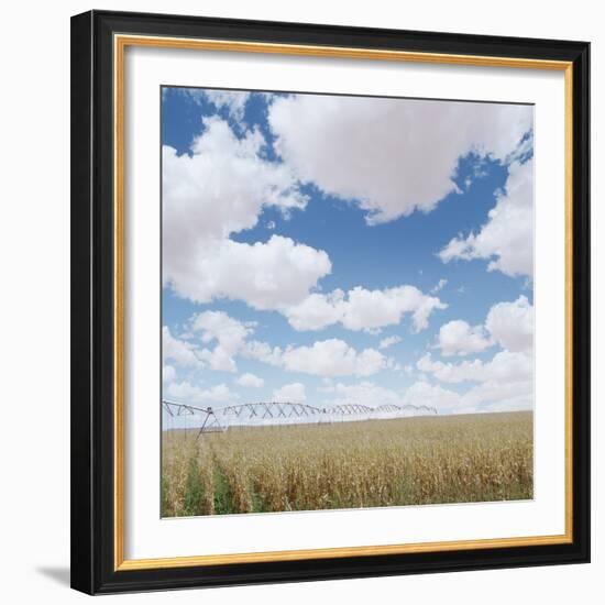 Crops growing in a field-null-Framed Photographic Print