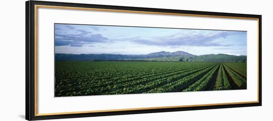 Crops in a Farm, California, USA-null-Framed Photographic Print