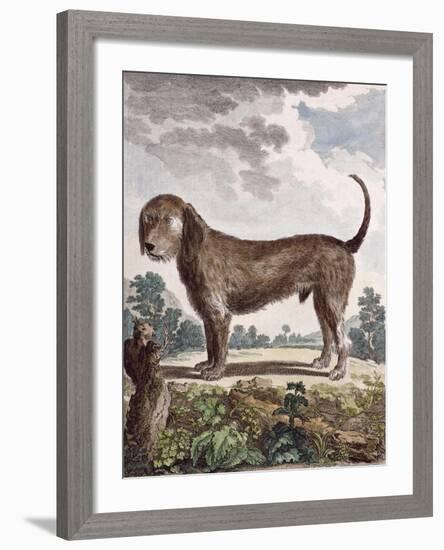 Cross Breed Dog-null-Framed Giclee Print