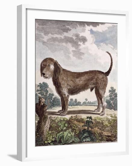 Cross Breed Dog-null-Framed Giclee Print