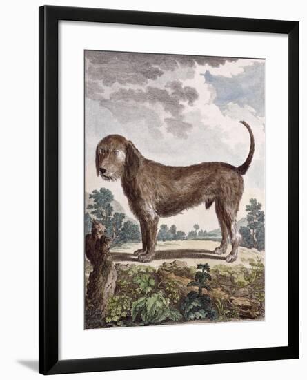 Cross Breed Dog-null-Framed Giclee Print